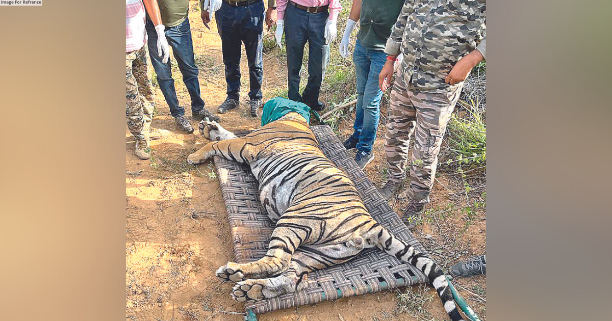 Tiger T-104, who had killed three persons, shifted to Sajjangarh Park